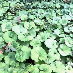 すぐにお渡しできます♪黒部産・天然野生・蕗・フキ・ふきのとう・丈夫で太長・最強の地下茎・25株強の苗の画像