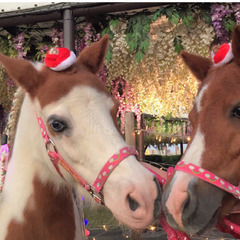 1/5【女性主催】巨大イルミネーション【大井競馬場　メガイルミ】現在14名！ - メンバー募集