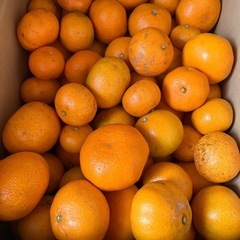 蒲郡みかん　5キロ　残り2箱