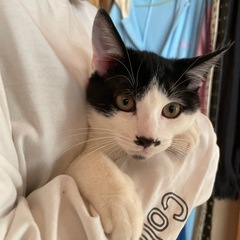 子猫の里親探してます