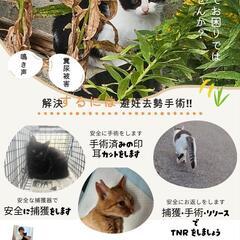 野良猫のお困りごと何でもご相談ください。