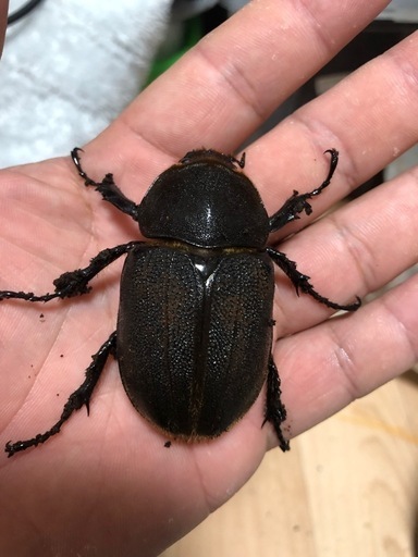サタンオオカブトメス単　　　　