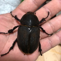 サタンオオカブトメス単　　　　