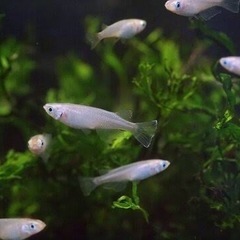 大好評　アクアリウム　メダカ30匹　元気ですよ。の画像