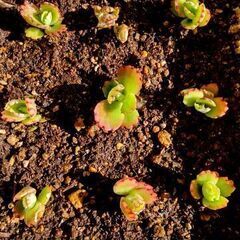 <<スプリングフェア>>【多肉植物】カランコエ属『クローンコエ』...
