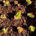 ランキングキーワードに紐づく投稿画像-多肉植物