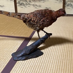 差し上げます【山鳥-剥製】の画像