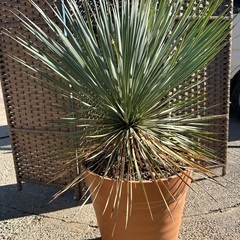 ユッカ ロストラータ