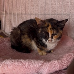 地域猫に優しい動物病院教えてください！