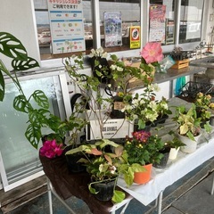 泡瀬のパヤオ大特価で出店！斑入りクワズイモ¥700 − 沖縄県