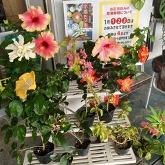 泡瀬のパヤオ大特価で出店！斑入りクワズイモ¥700 - フリーマーケット