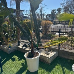 ワシントンヤシ