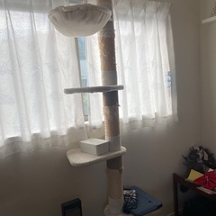 キャットタワー　つっはり
