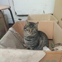 親猫は先日、避妊手術しました。申し訳ありませんが子猫の里親になっていただける方探しています。        − 広島県