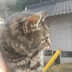 親猫は先日、避妊手術しました。申し訳ありませんが子猫の里親になっていただける方探しています。        - 里親募集