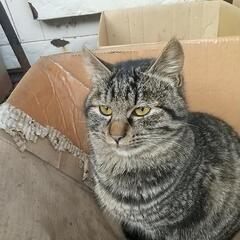 親猫は先日、避妊手術しました。申し訳ありませんが子猫の里親になっていただける方探しています。        - 猫