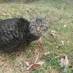 親猫は先日、避妊手術しました。申し訳ありませんが子猫の里親になっていただける方探しています。        - 福山市