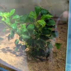 アヌビアスナナ　キリン　水草