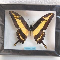 ◆蝶 標本 タスキアゲハ ペルー産 未開封中古品