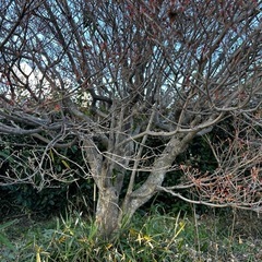 ドウダンツツジ（白）の画像