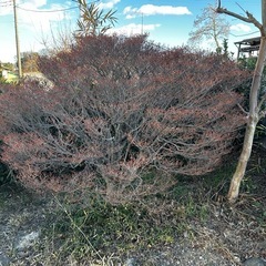 ドウダンツツジ（白）の画像