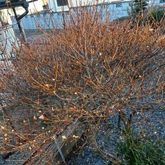 ドウダンツツジ（白）の画像