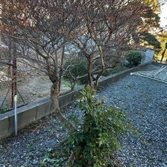 ドウダンツツジ（白）の画像