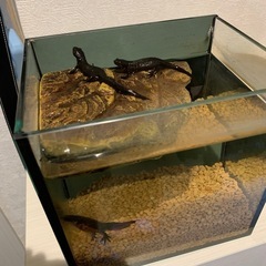 アカハライモリ3匹＋飼育水槽