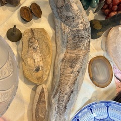 【1/15まで引き取り限定】魚の化石