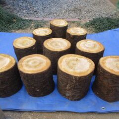 ■(完売) :丸太・桜(サクラ)の広葉樹の画像