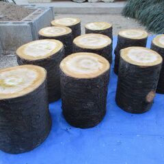 ■(完売) :丸太・桜(サクラ)の広葉樹の画像