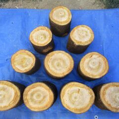 ■(完売) :丸太・桜(サクラ)の広葉樹の画像