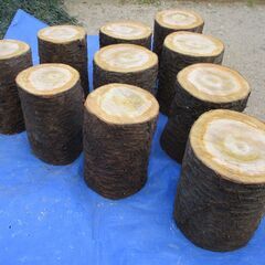 ■(完売) :丸太・桜(サクラ)の広葉樹の画像