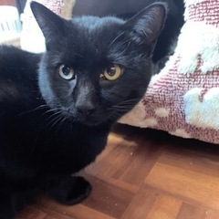 人懐っこい黒猫ちゃん - 阿南市