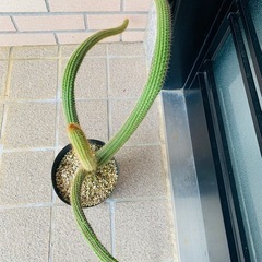 サボテンの画像