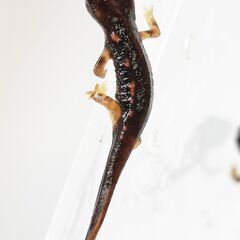 オキナワシリケンイモリベビー上陸個体3匹セット　送料無料の画像