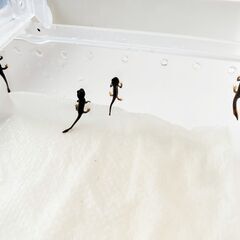 オキナワシリケンイモリベビー上陸個体3匹セット　送料無料の画像
