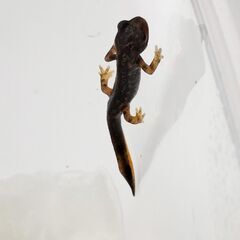 オキナワシリケンイモリベビー上陸個体3匹セット　送料無料の画像