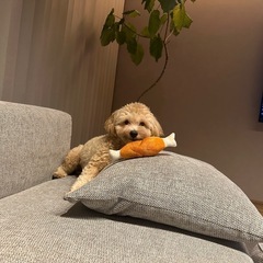 マルプー1歳オス - 犬