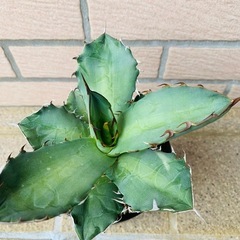 アガベ　チタノタオテロイの画像