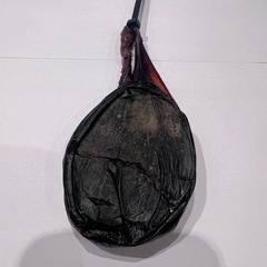 ツキノワグマ　胆嚢の画像