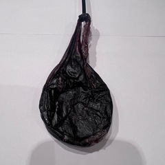 ツキノワグマ　胆嚢の画像