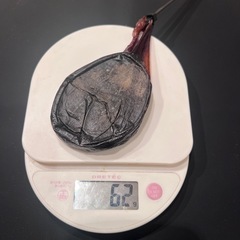 ツキノワグマ　胆嚢