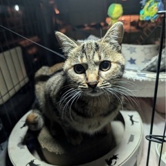 6月28日に生まれた2匹(残りキジトラ1匹です。) - 知多郡