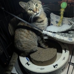 6月28日に生まれた2匹(残りキジトラ1匹です。) - 猫