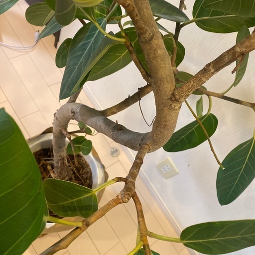 観葉植物　アルテシーマ　ゴムの木