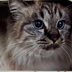 珍しい長毛シャムミックス女子