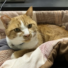 元気いっぱいなオスの茶トラの子 - 猫