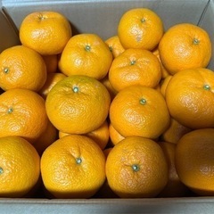 有田みかんsize 3L