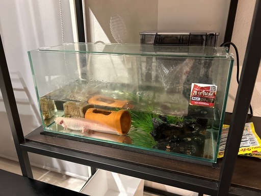 ウーパールーパー飼育セット1式